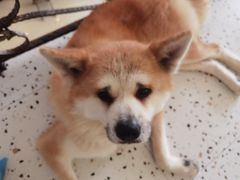 -喜柴咖啡·柴犬狗咖