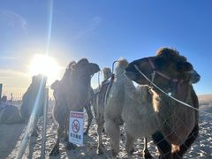 -库伦旗银沙湾旅游景区