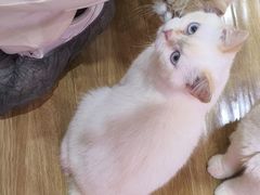 -滚猫咖啡·猫咖·猫友好撸猫(未来城店)