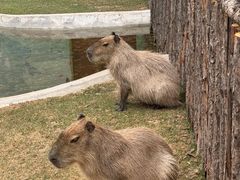 -鄂尔多斯野生动物园