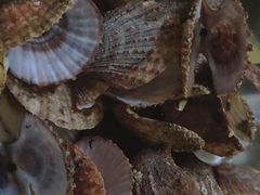 -荣祥海鲜·烟台菜(胜利路二部)