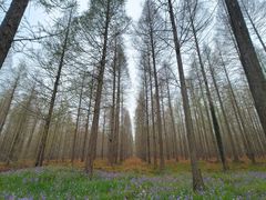 -黄海国家森林公园