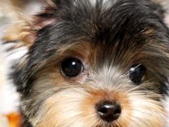 -翊宠yipet猫狗购宠庄园犬舍•猫舍