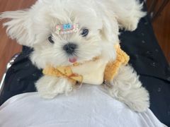 -宠颐生汉谟拉比宠物医院