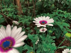 -北京国际鲜花港