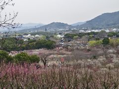 -香雪海