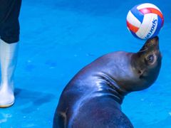 -烟台海昌鲸鲨海洋公园