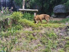 -海南热带野生动植物园