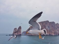 -长岛万鸟岛