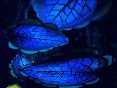 -奥兰多迪士尼动物王国乐园