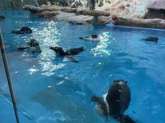 -帝企鹅自助餐厅•儿童岛•真企鹅(长隆企鹅酒店)