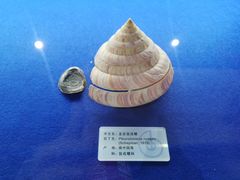 -贝壳王国博物馆