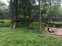 -都江堰中华大熊猫苑