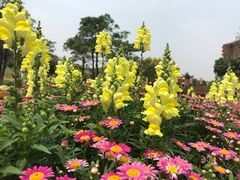 -松山湖梦幻百花洲