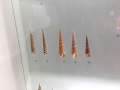 -青岛贝壳博物馆