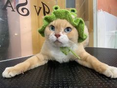 -车接车送·寄养洗护·德文猫舍(大宁店)