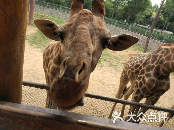 石家莊動物園-圖片-鹿泉區周邊遊-大眾點評網