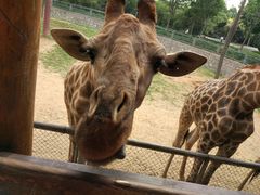 -石家庄市动物园