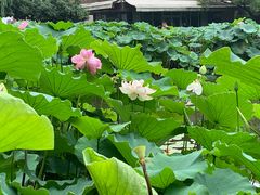 -陈家山荷花公园