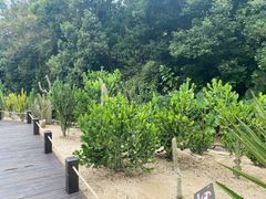 -深圳仙湖植物园