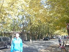 -三里屯东五街银杏大道