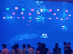 -烟台海昌鲸鲨海洋公园