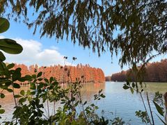 -上海海湾国家森林公园