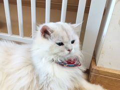 -猫在这儿猫咪咖啡馆·撸猫馆