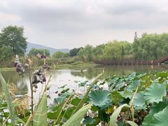 -长兴太湖图影湿地文化园