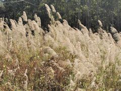 -广东花都湖国家湿地公园