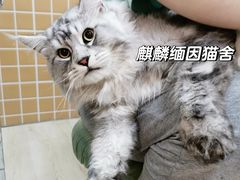 -十年猫舍·猫咪专门店(普陀店)