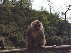 -峨眉山风景名胜区