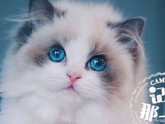 -Bastet sally猫舍购宠(静安店)