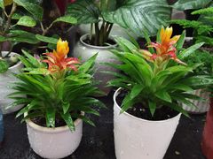 -花鸟鱼虫鲜花绿植市场(玉泉路店)