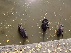 -罗布林卡