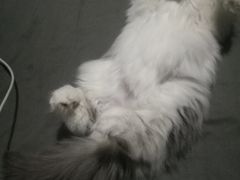 -荣耀金沙动物医院(清江西路店)