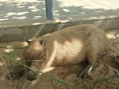 -西霞口神雕山野生动物世界