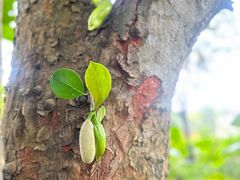 -中国科学院西双版纳热带植物园