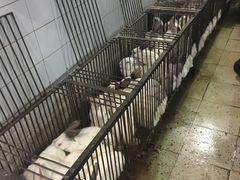 -温江公平红烧兔(总店)