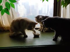 -猫猫幼稚园·撸猫·桌游·电玩