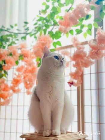 又是被猫咪治愈的一天，希望全深圳都有