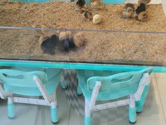 -怪兽屋·羊驼·猫咖·狗咖(俊华广场店)