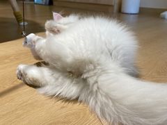 -猫腻·猫咖·撸猫馆(星光大道店)
