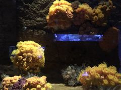 -悉尼海洋生物水族馆