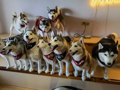 -Husky Go! 哈士奇体验馆·宠物咖啡厅狗咖