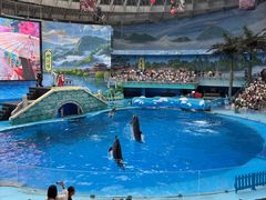 -海合安成都极地海洋公园