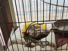 -瑞鹏宠物医院·骨科·猫科·内科(第一中心)