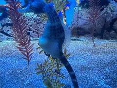 -上海海洋水族馆