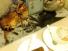 -猫色咖啡·猫咖