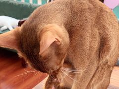 -猫小院猫主题咖啡厅(北锣店)